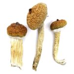 Blue meanie mushroom