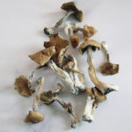 Psilocybe Azurescens Mushroom