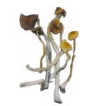 TREASURE COAST MAGIC MUSHROOMS