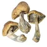 Buy Cambodian Magic Mushrooms