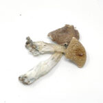 Albino Penis Envy Mushrooms